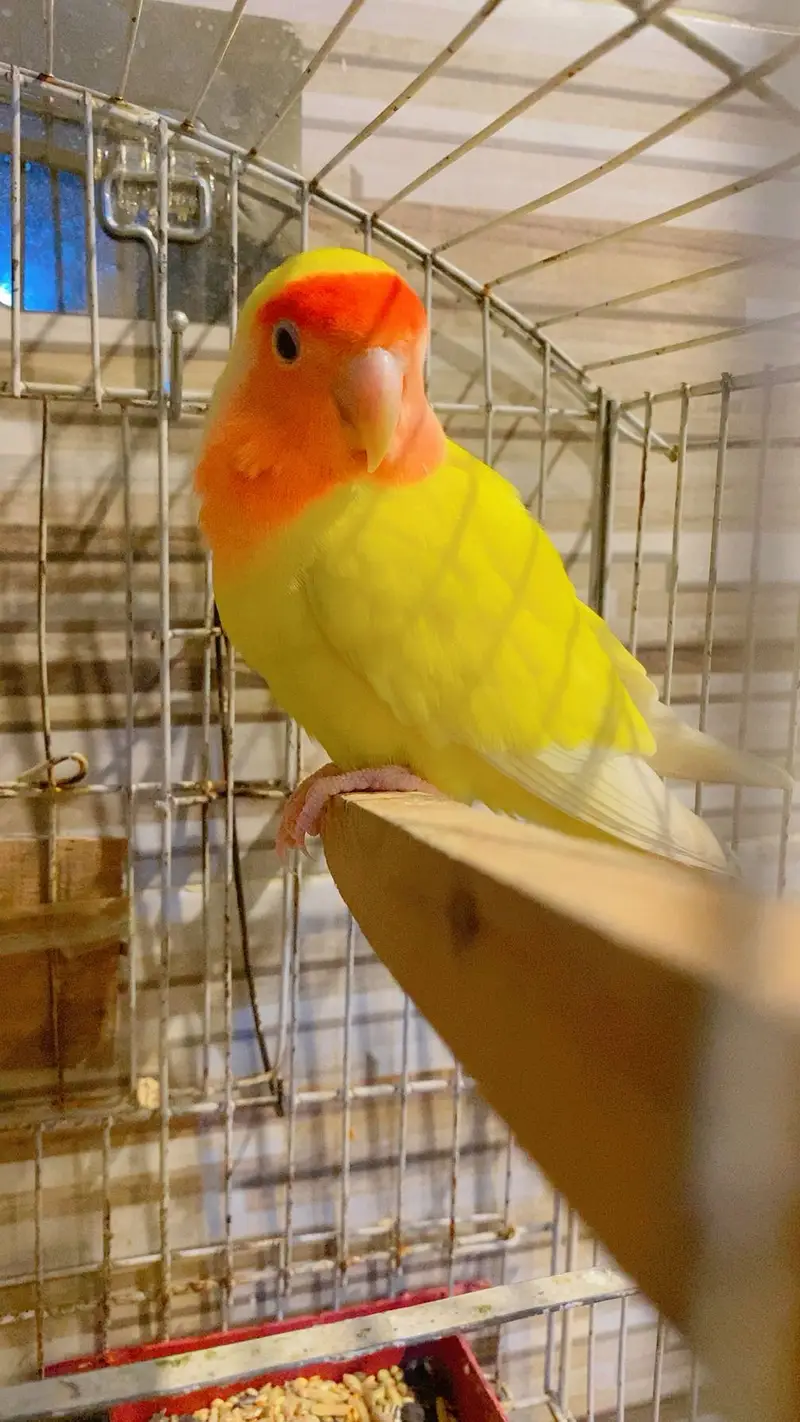 Common latino Red Eye — photo 2