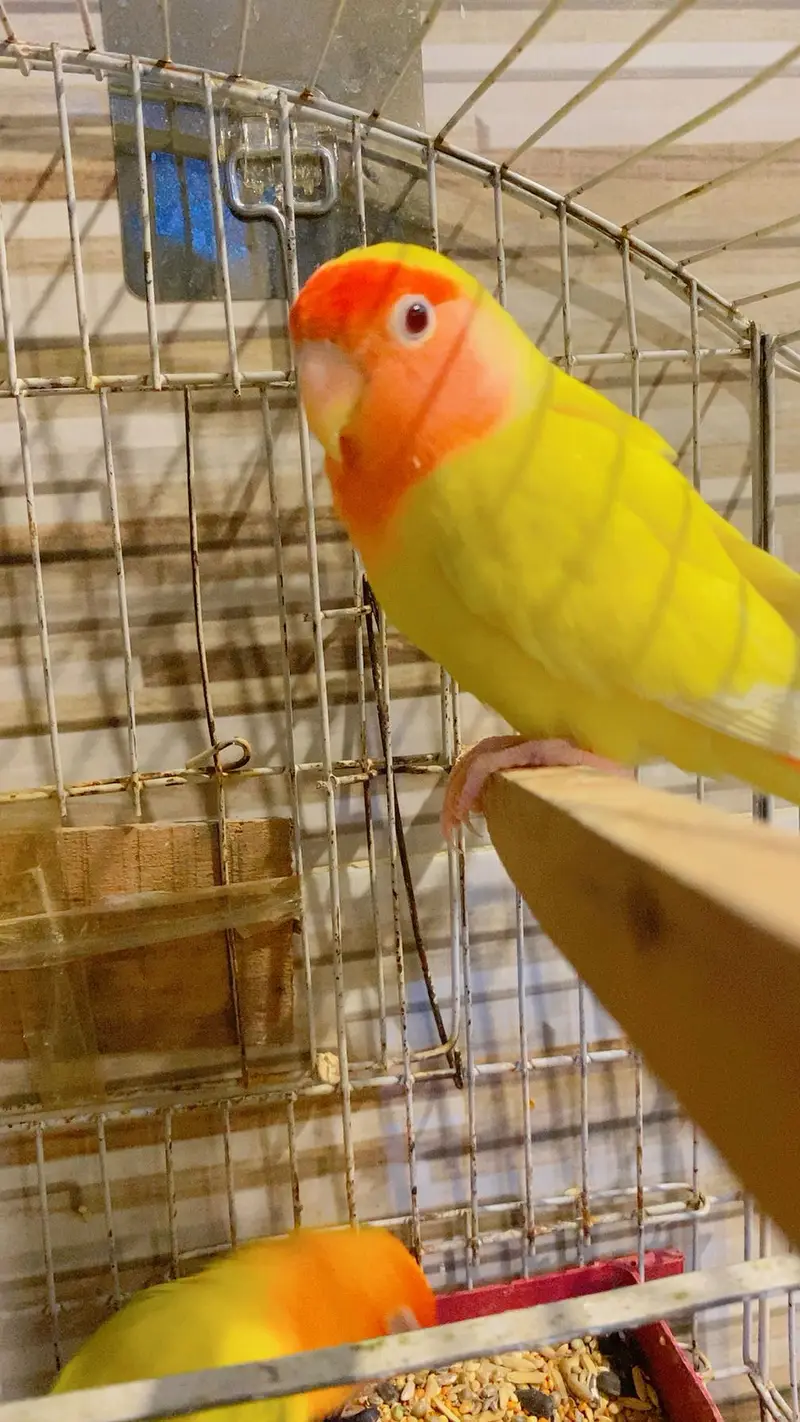 Common latino Red Eye — photo 3