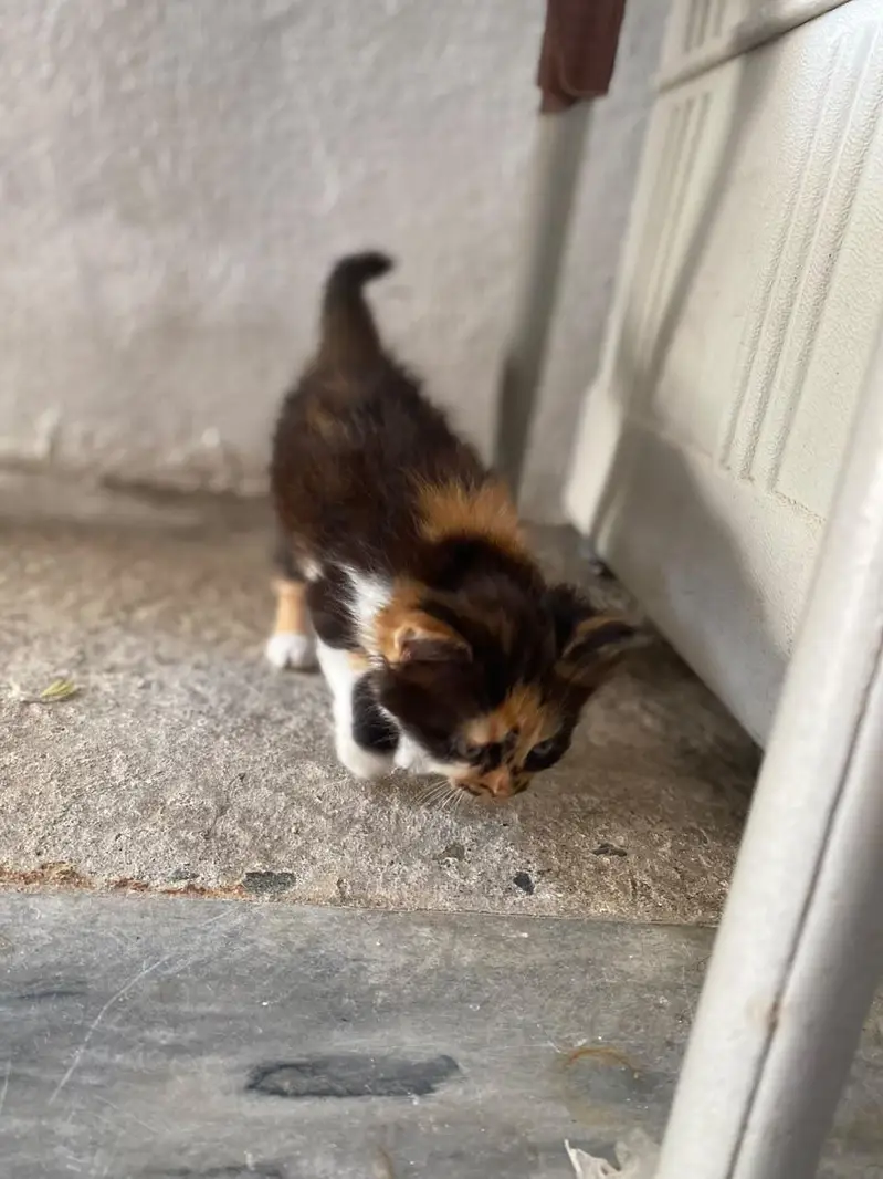 Persian punch face kitten — photo 12