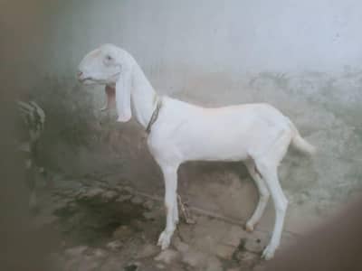 Rajanpuri