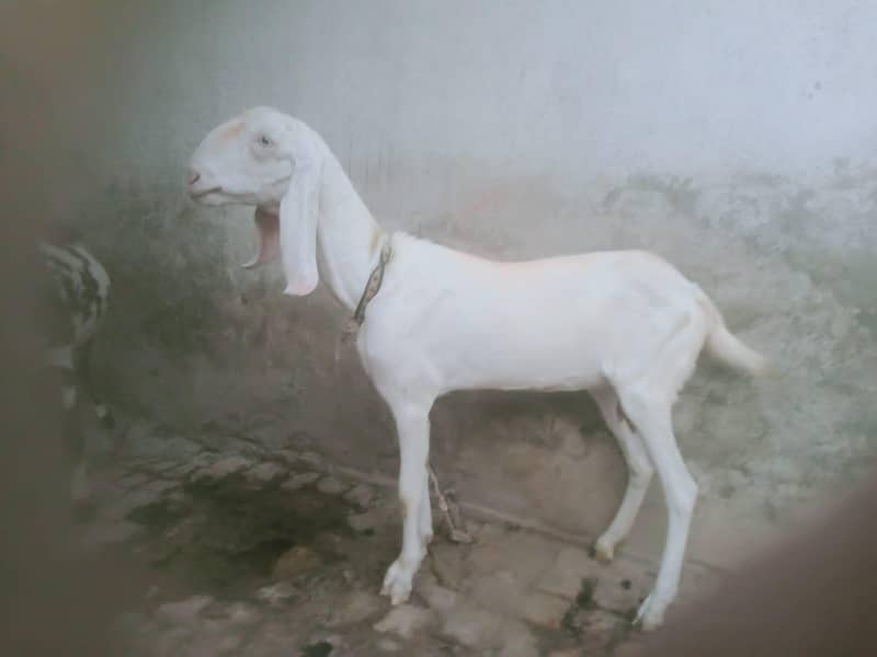 Rajanpuri 0