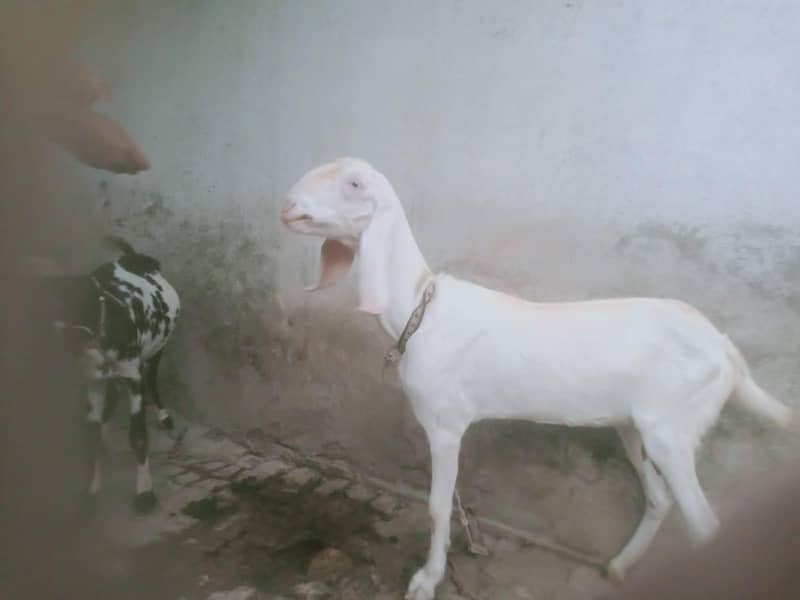 Rajanpuri 1