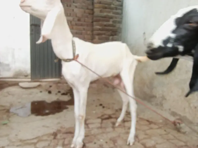 Rajanpuri — photo 3