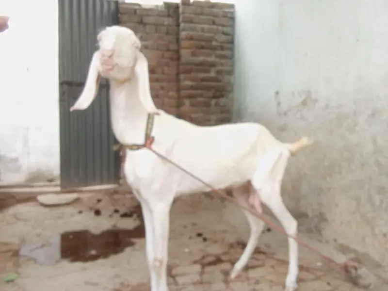 Rajanpuri — photo 4