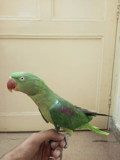 hand tamed parrot with cage