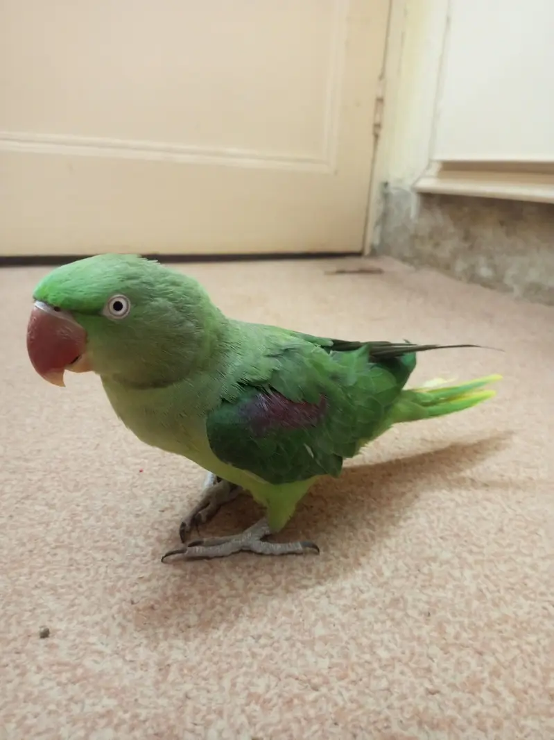 hand tamed parrot with cage — photo 2