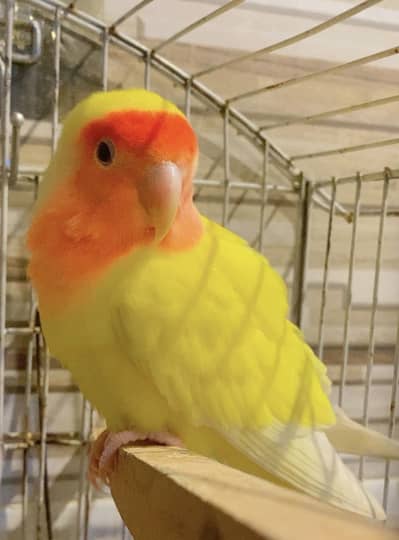 Common latino Red Eye