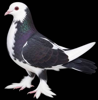 AZF pegion