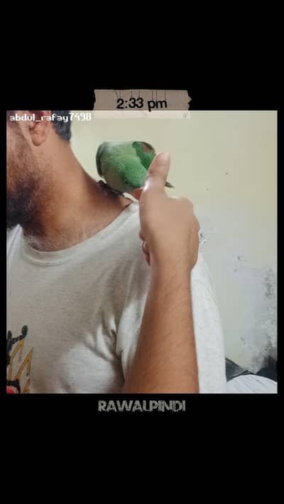 Raw Parrot 