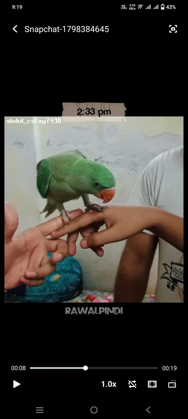 Raw Parrot  — photo 2