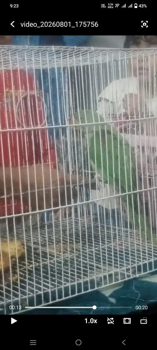 Raw Parrot  — photo 3