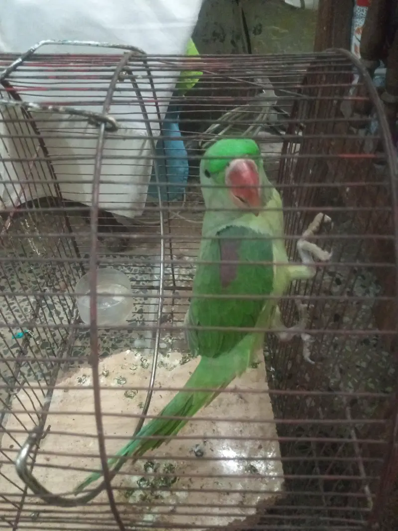 Raw Parrot  — photo 4