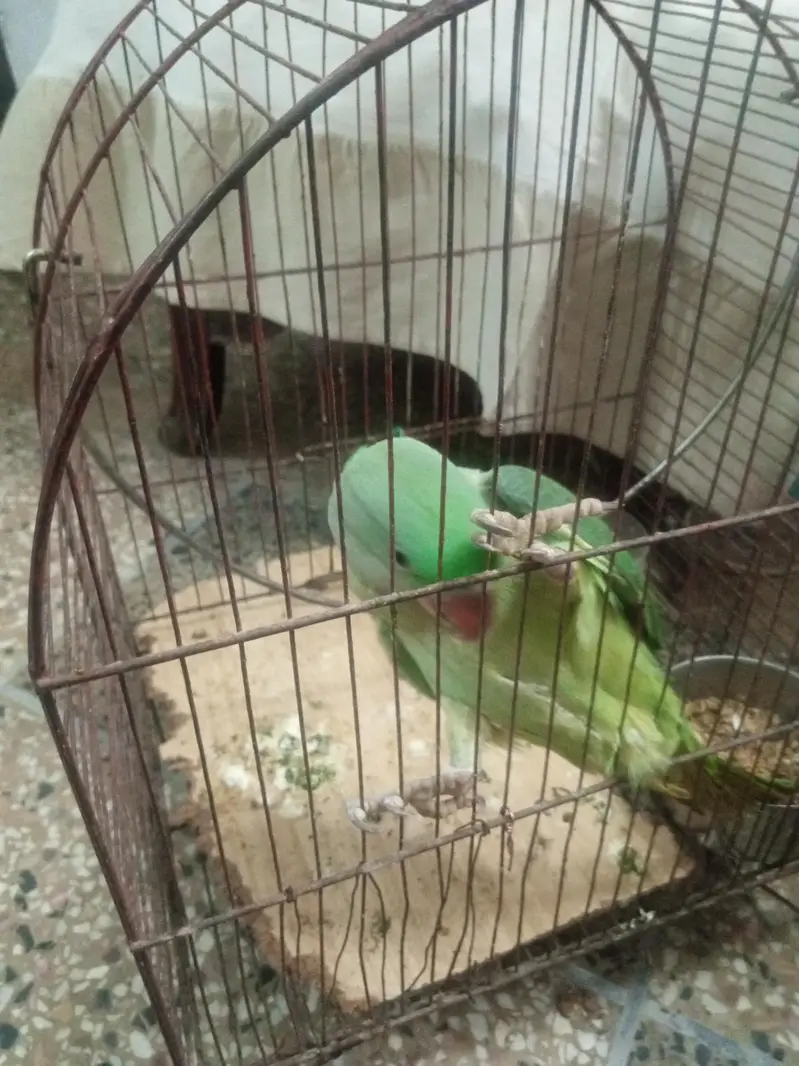 Raw Parrot  — photo 5