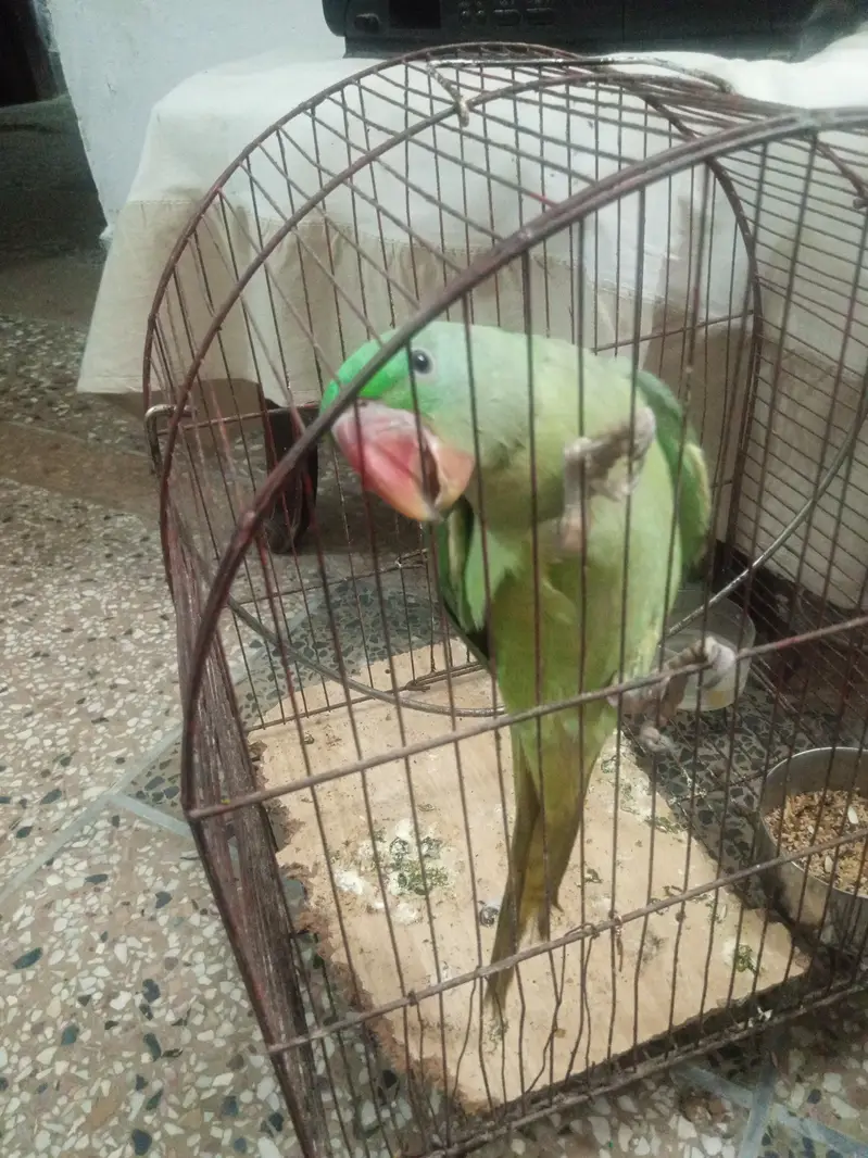 Raw Parrot  — photo 6