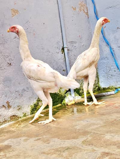 paper white o Shamo pair available