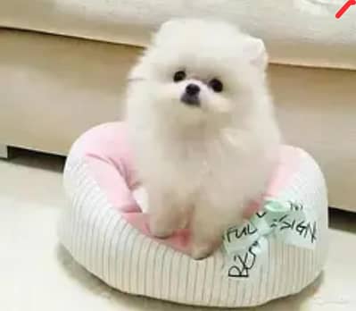 Pomeranian puppies  Whatsapp no 03479161720