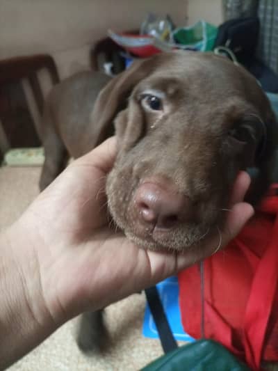 Labrador retriever female puppy chocolate brown colour