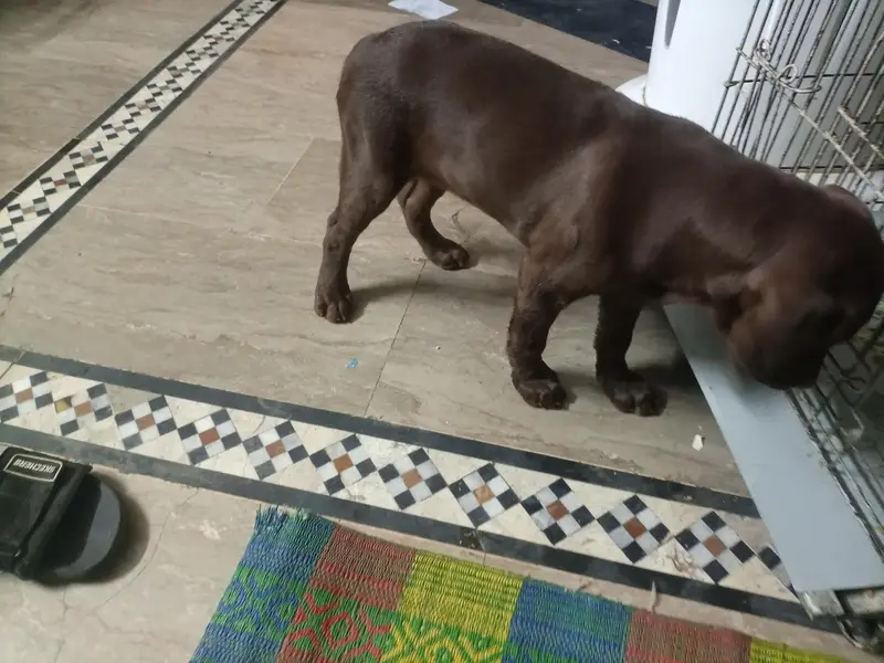 Labrador retriever female puppy chocolate brown colour — photo 2