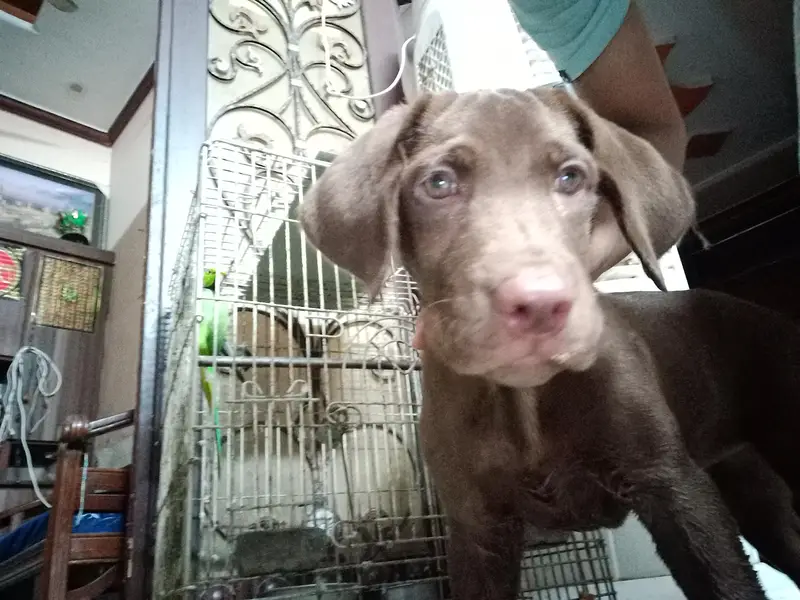 Labrador retriever female puppy chocolate brown colour — photo 4