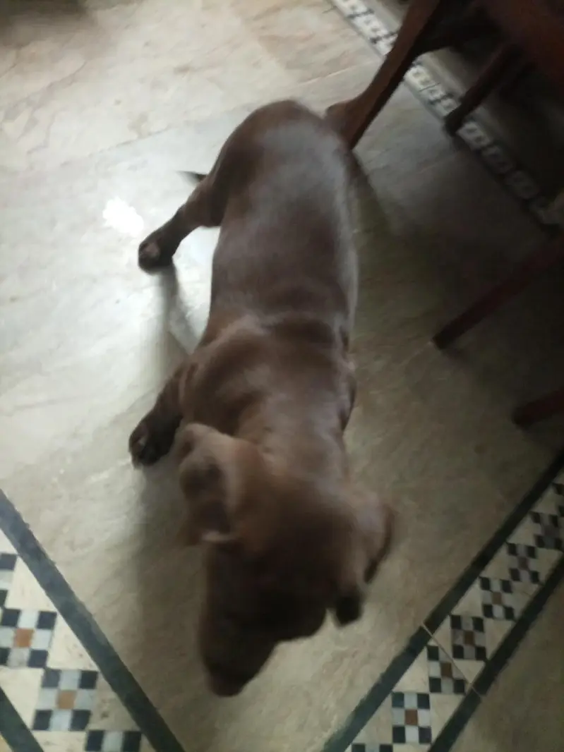 Labrador retriever female puppy chocolate brown colour — photo 5