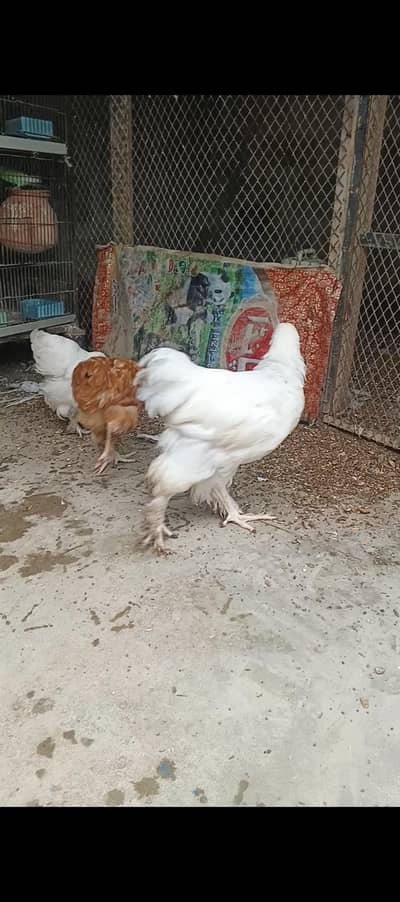 white buff and golden buff