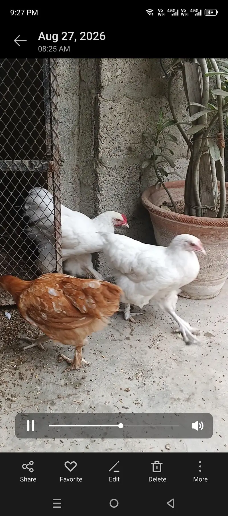 white buff and golden buff — photo 2