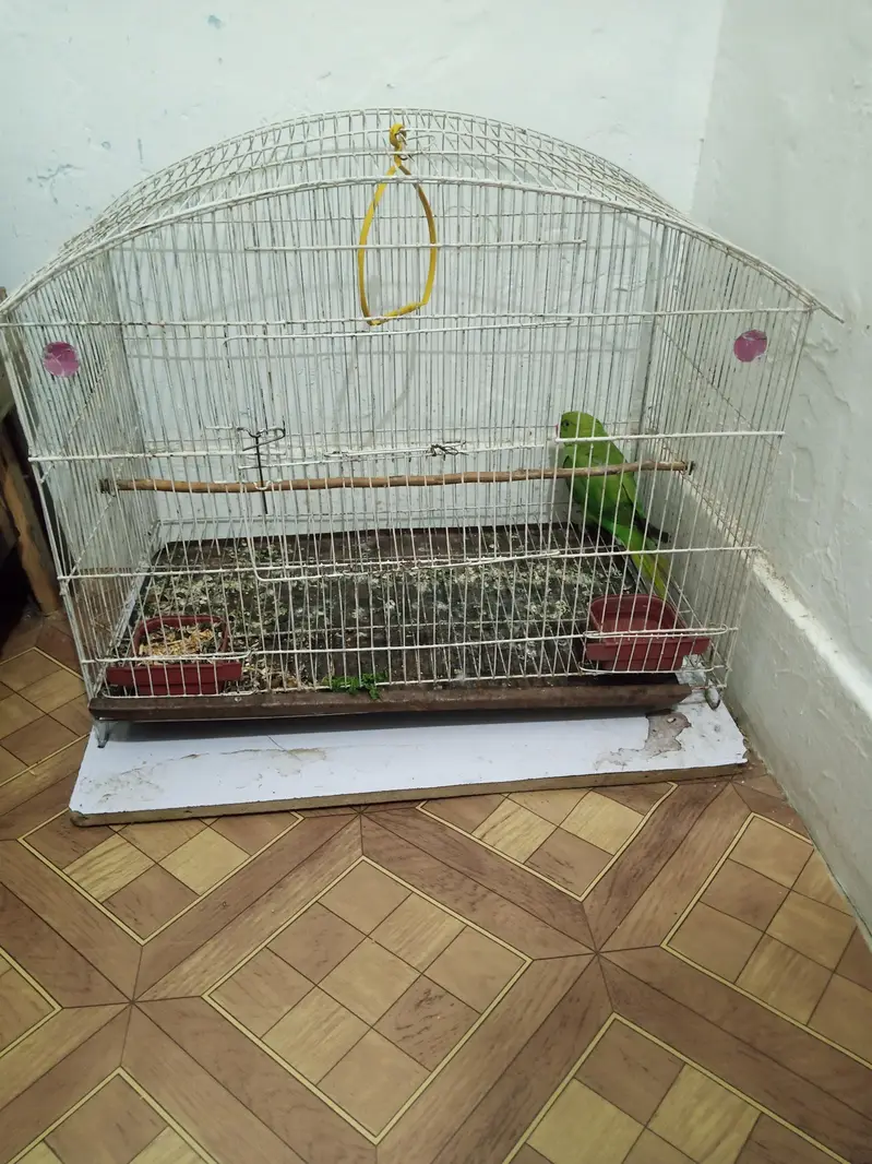hand trained katha for sale — photo 3