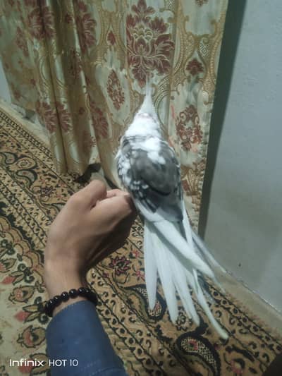 vpied cocktail chick