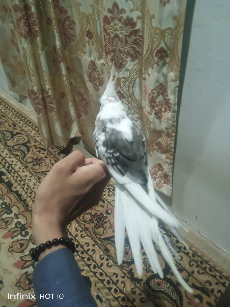 vpied cocktail chick — photo 2