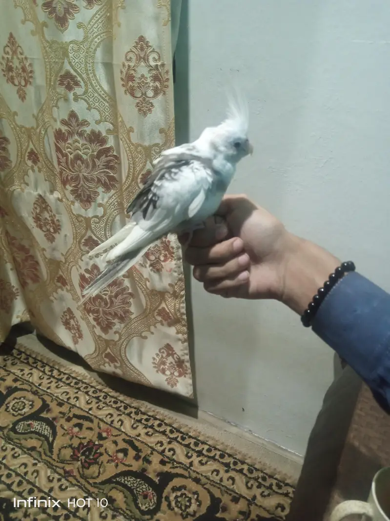 vpied cocktail chick — photo 3