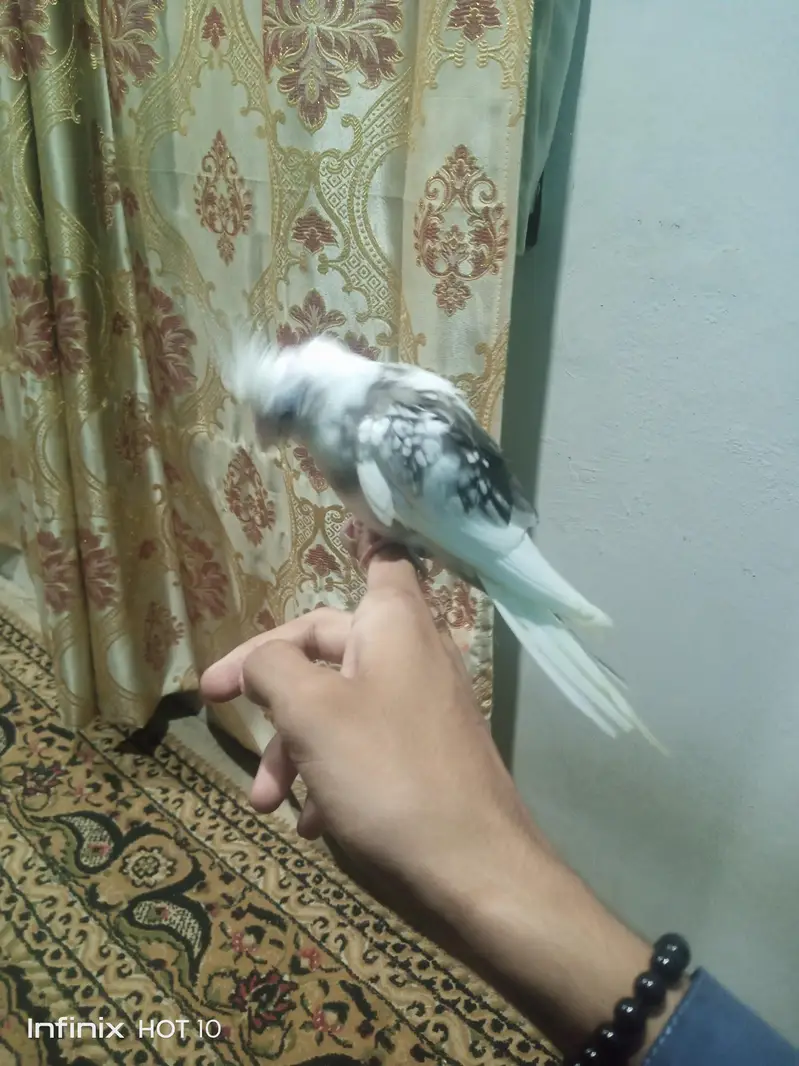 vpied cocktail chick — photo 5