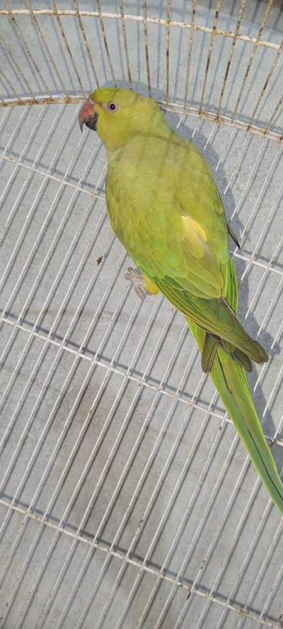 green parrot