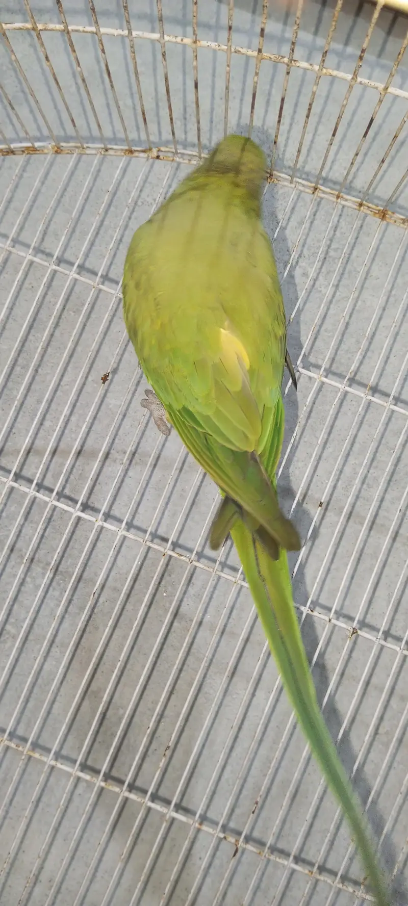 green parrot — photo 2
