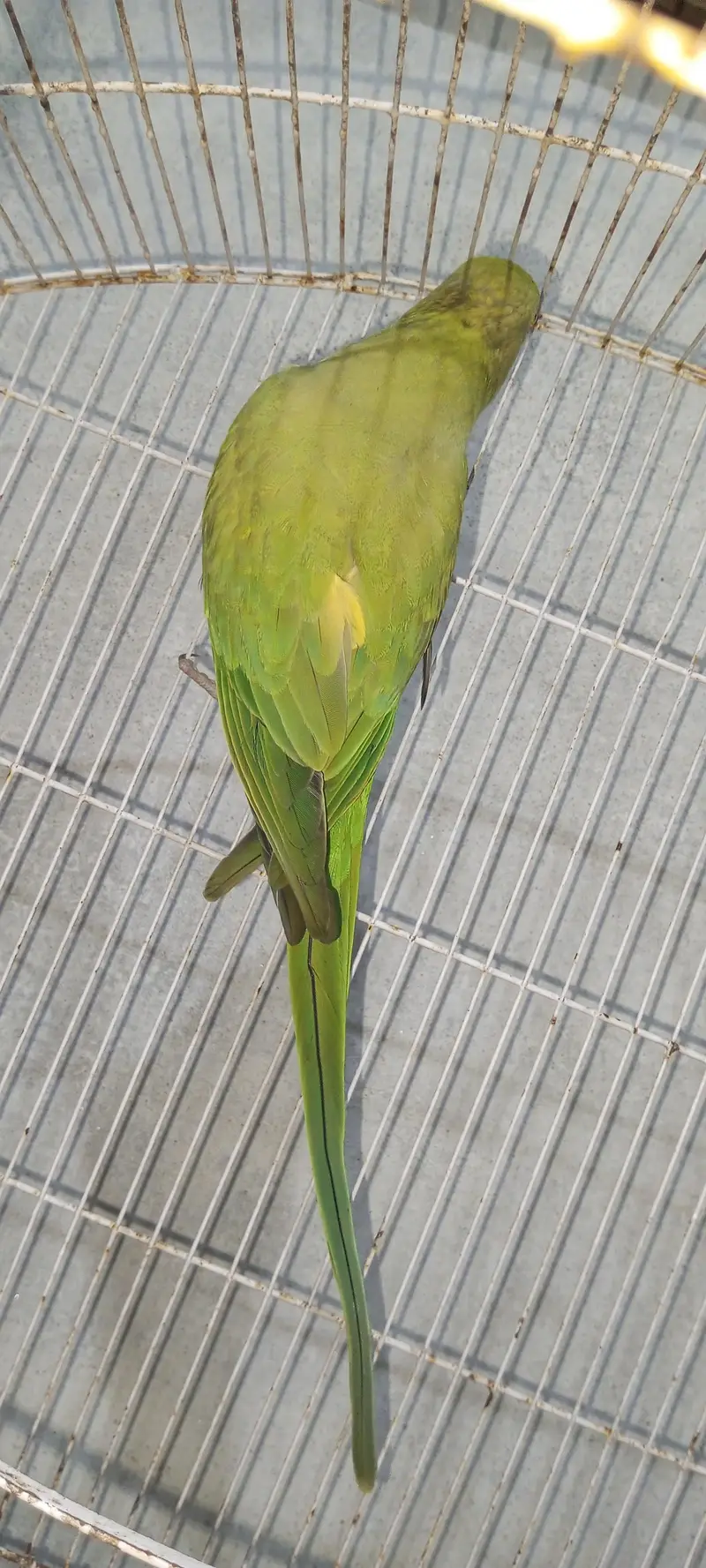 green parrot — photo 3