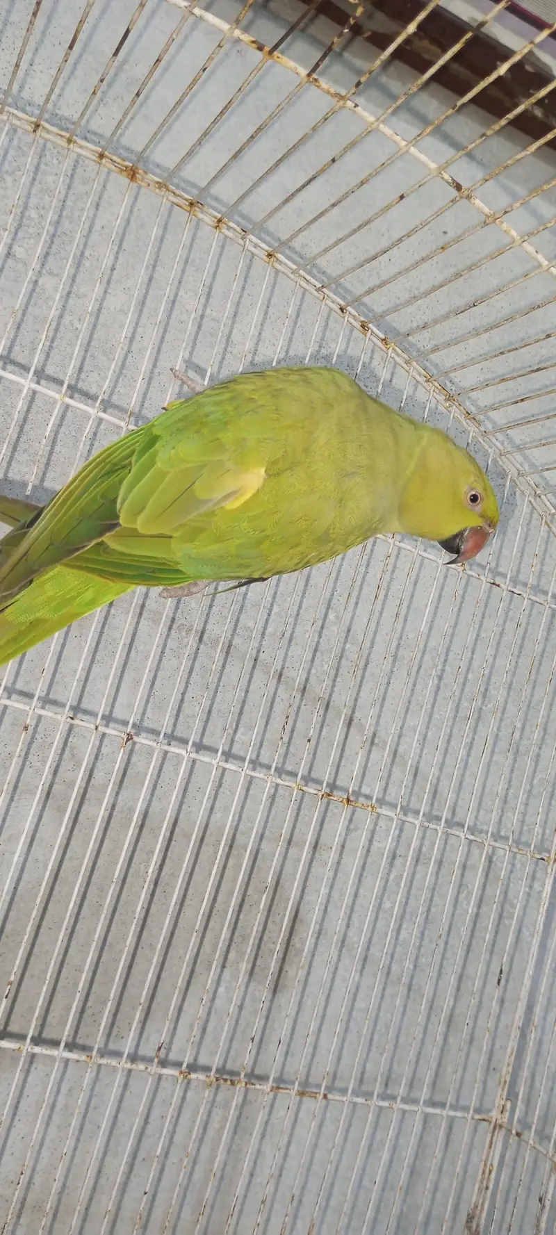 green parrot — photo 4