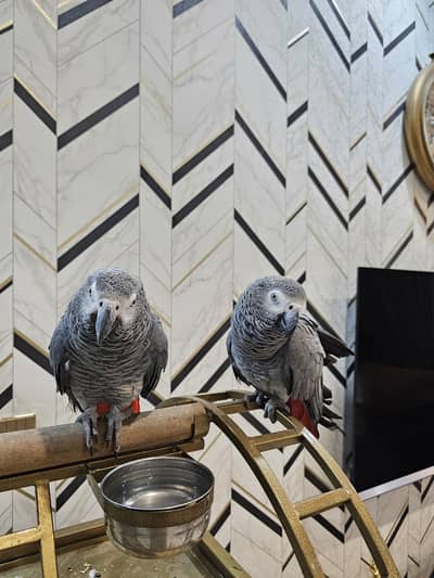 African Grey Parrots Pair.