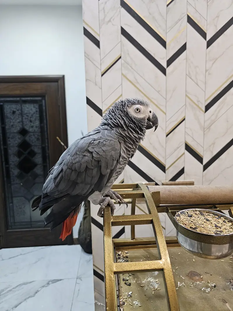African Grey Parrots Pair. — photo 2
