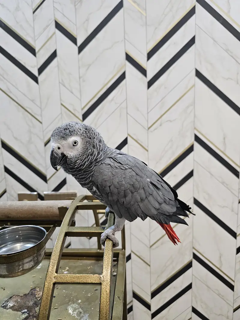 African Grey Parrots Pair. — photo 3