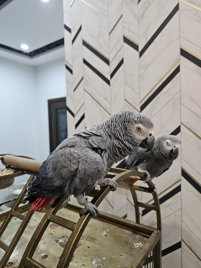 African Grey Parrots Pair. — photo 4