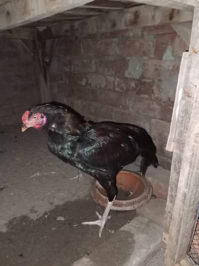 1 aseel male or 2 female exchange possible with Desi