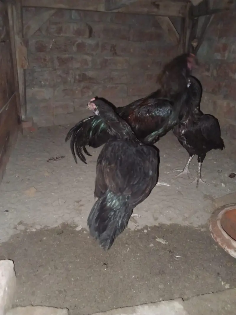 1 aseel male or 2 female exchange possible with Desi — photo 2