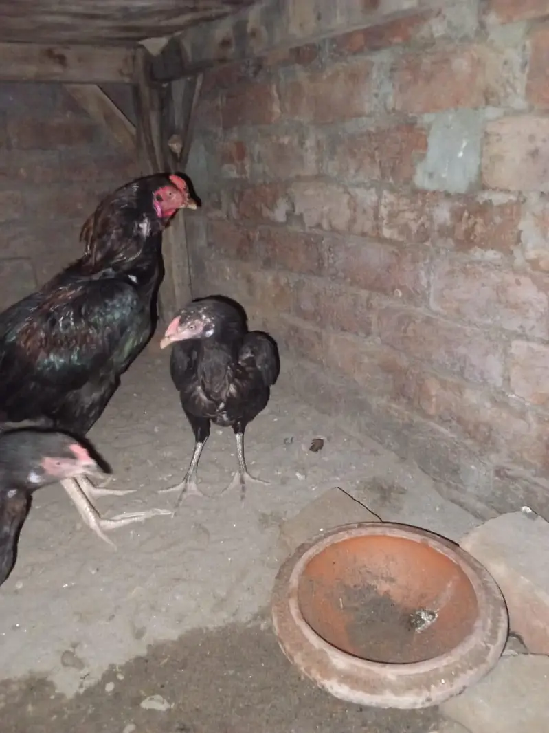 1 aseel male or 2 female exchange possible with Desi — photo 3