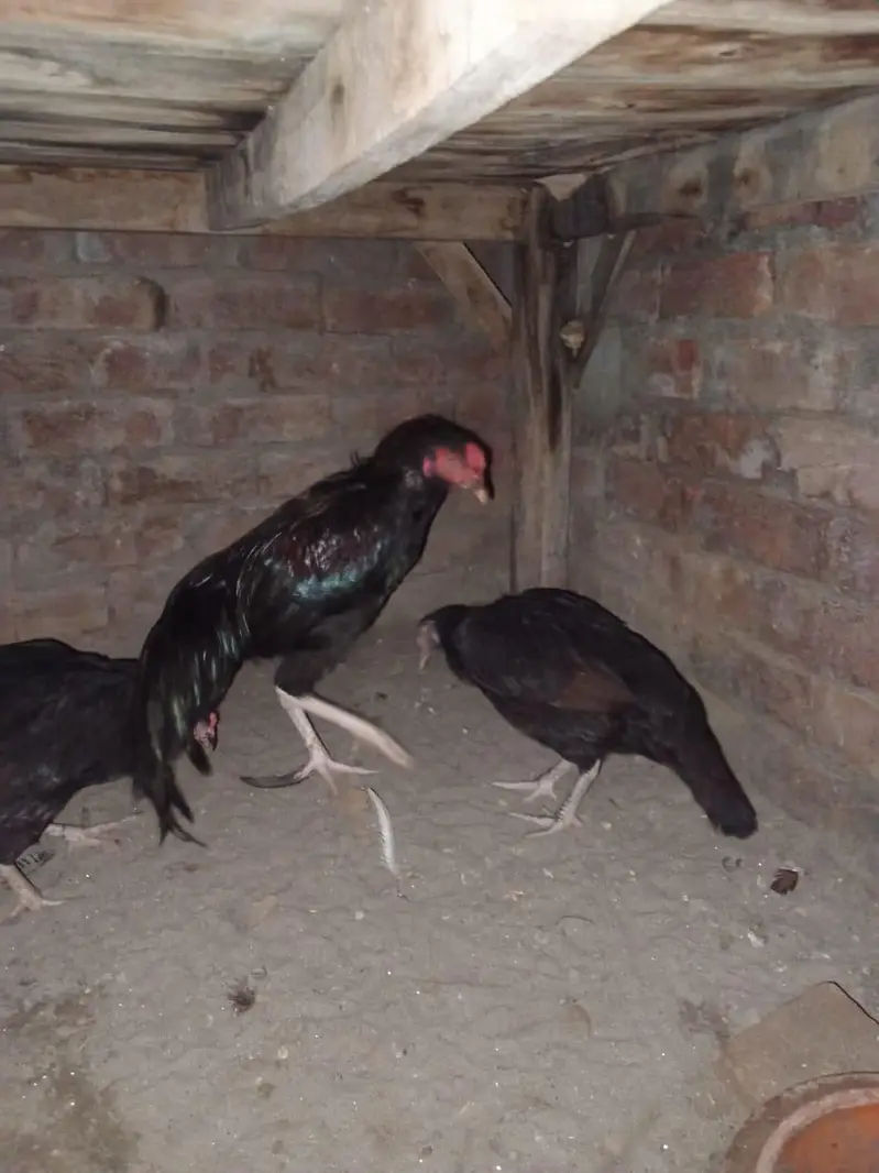 1 aseel male or 2 female exchange possible with Desi — photo 4