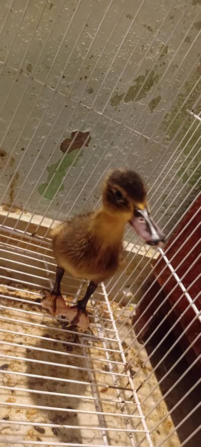 A baby ducklin looking for his new owner