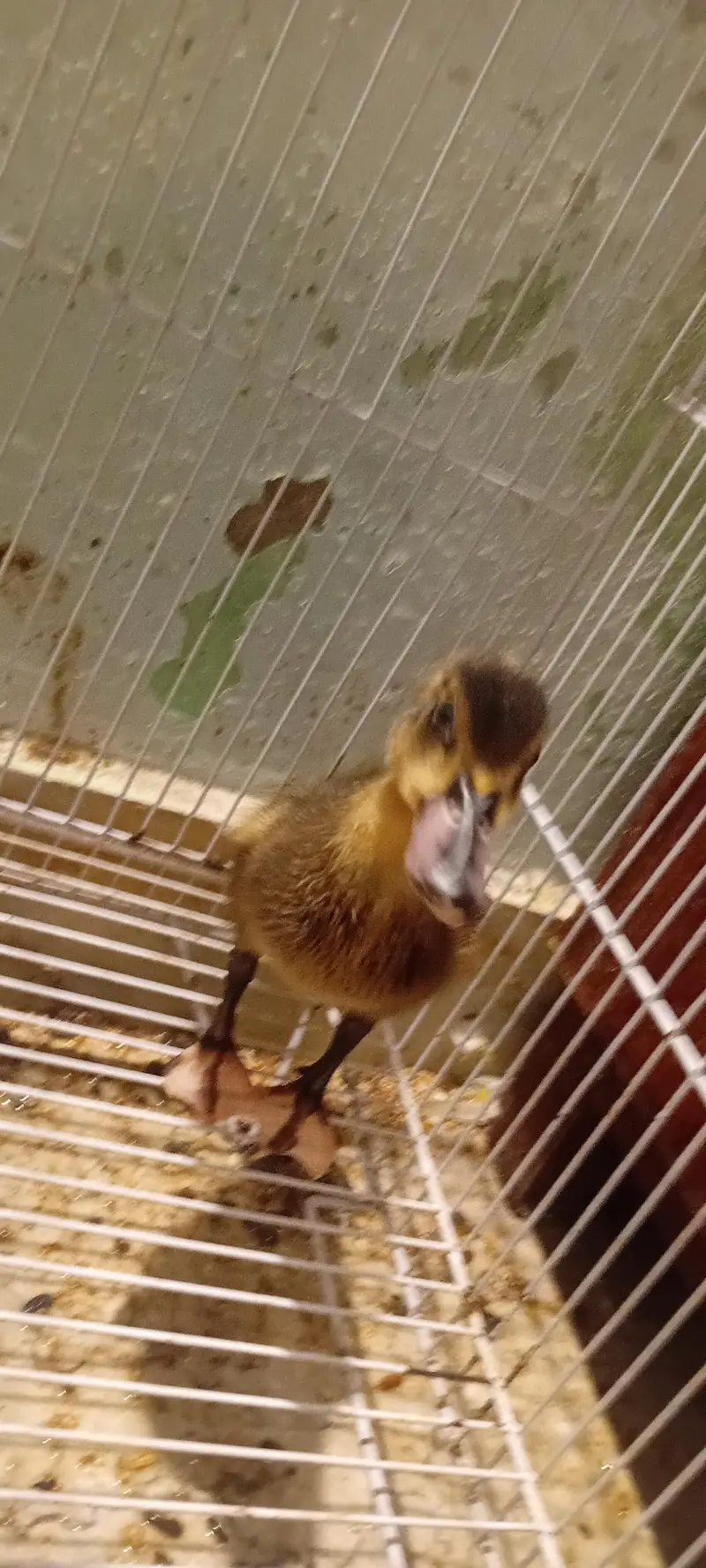 A baby ducklin looking for his new owner — photo 2