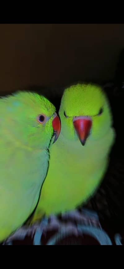 2 hand Tamed Talking Parrot - 7 to 8 Months - Home bred