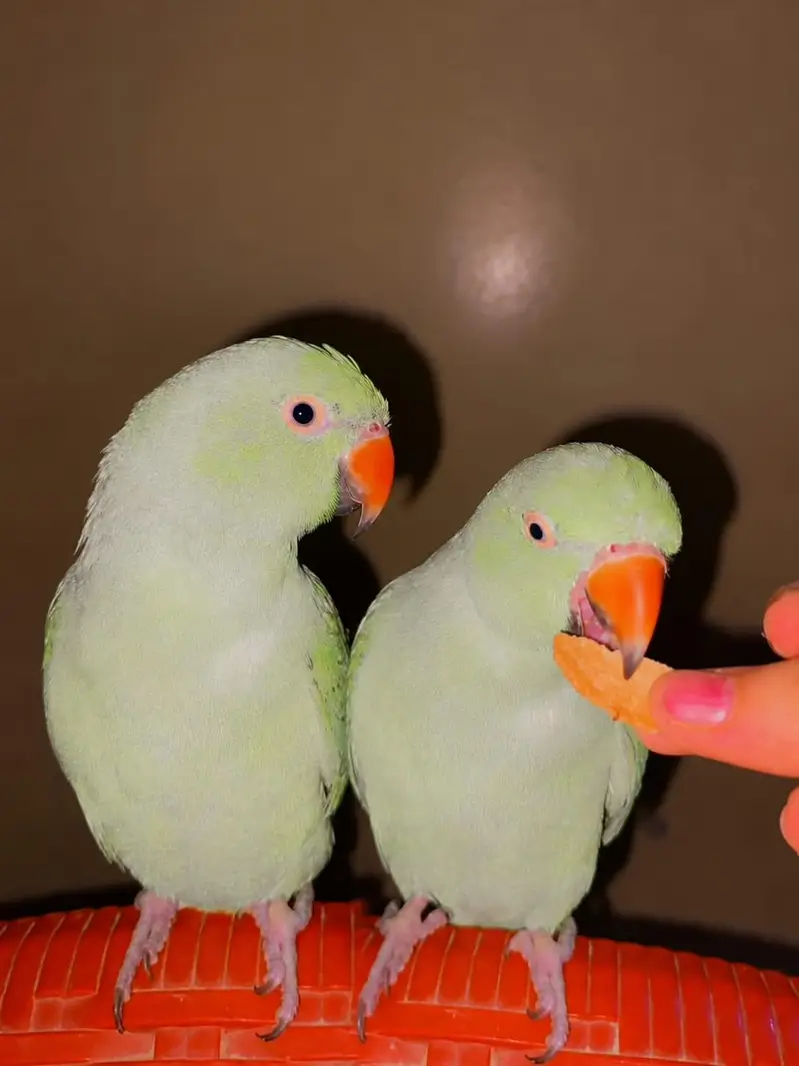 2 hand Tamed Talking Parrot - 7 to 8 Months - Home bred — photo 2