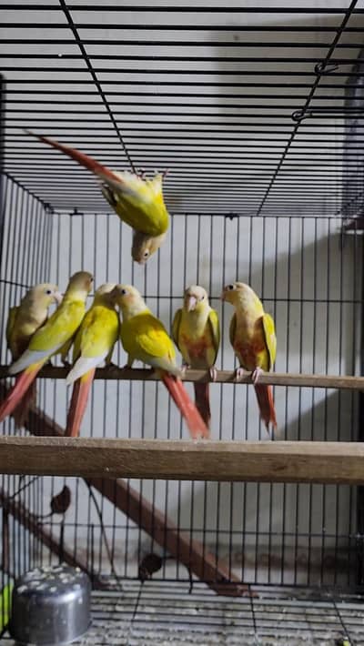 Sunchick Conure Males