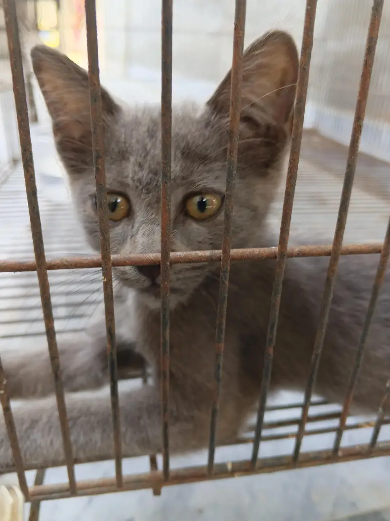 green eyes cat — photo 2