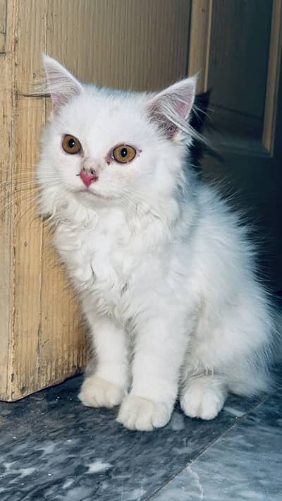 Persian 2 kittens triple coated (white)